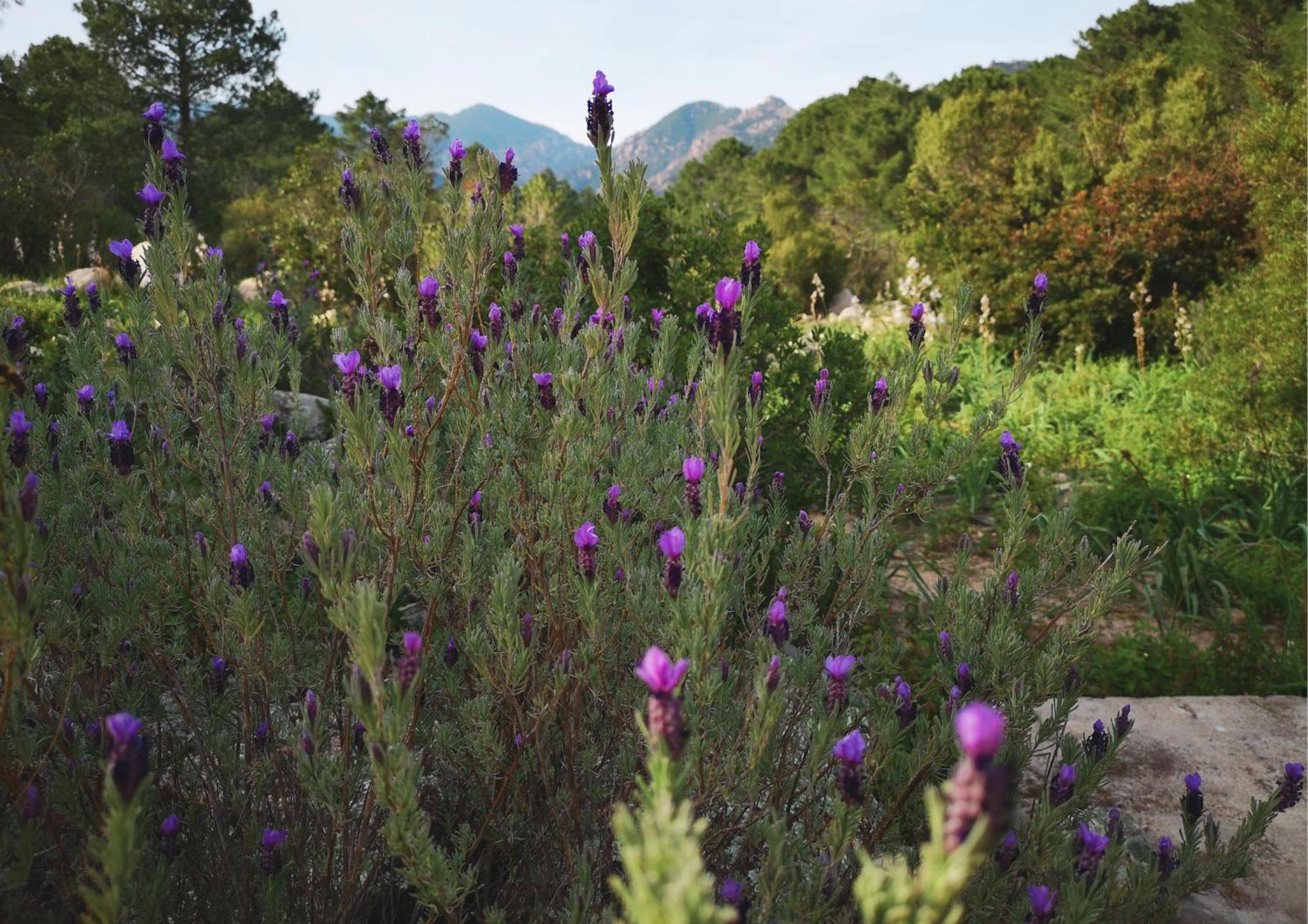 Camping Mulinacciu ลิชชี ภายนอก รูปภาพ